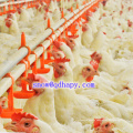 Poultry Equipment in Livestock with Prefab House Construction in High Quality